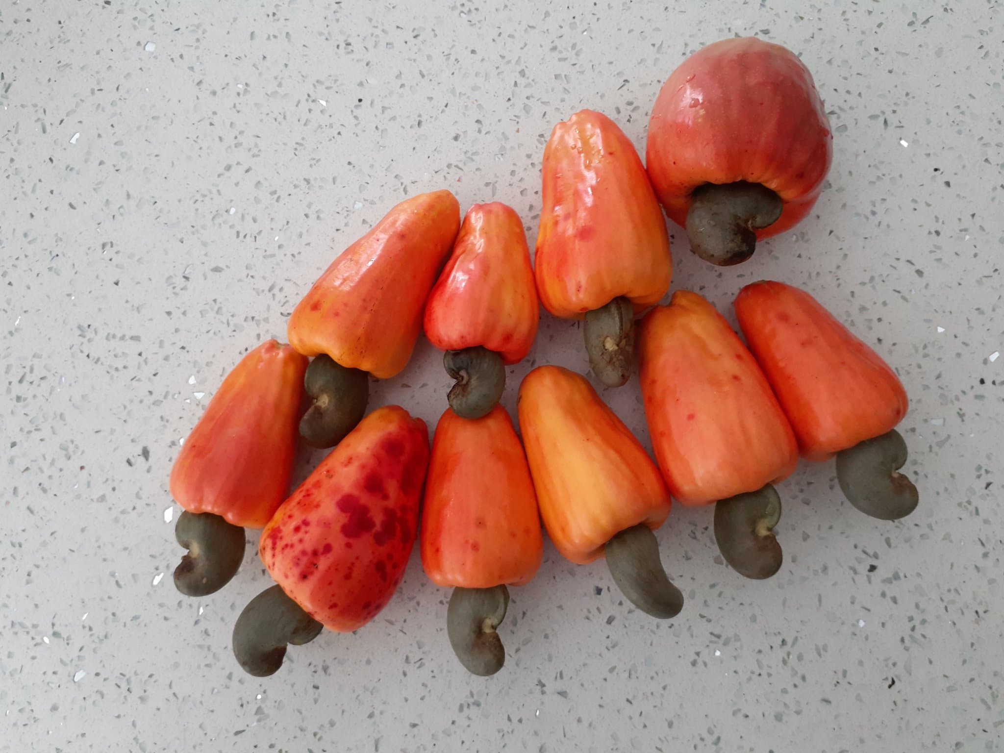 A handful of hand-sorted cashew seeds on the counter