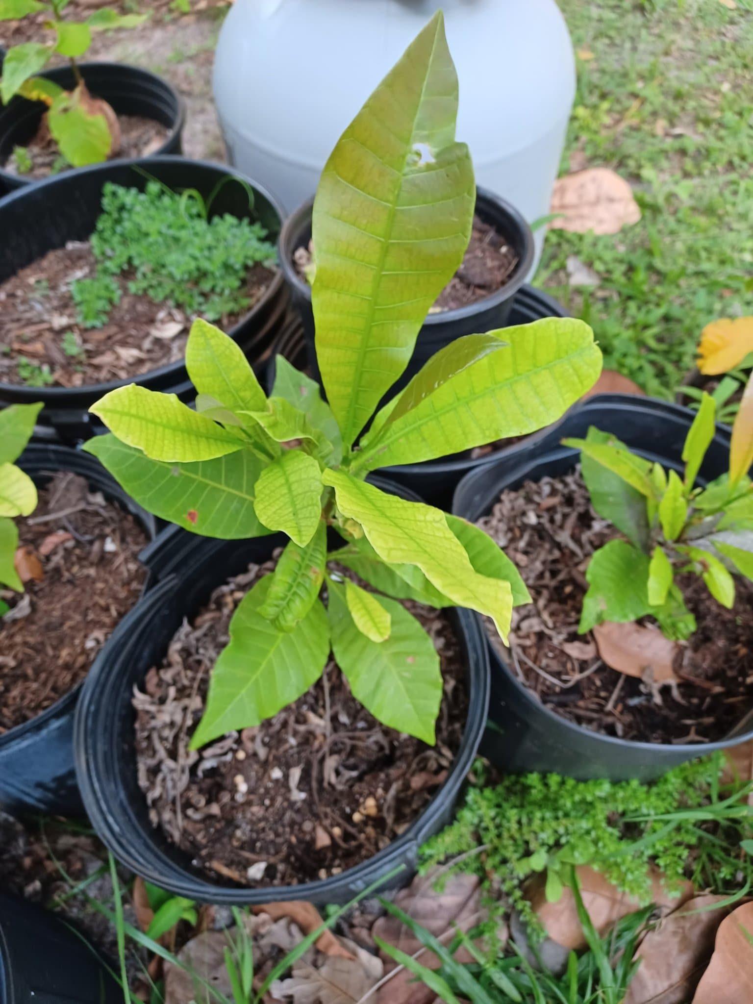 A young cashew seedling with fresh new leaves, growing in a nursery pot