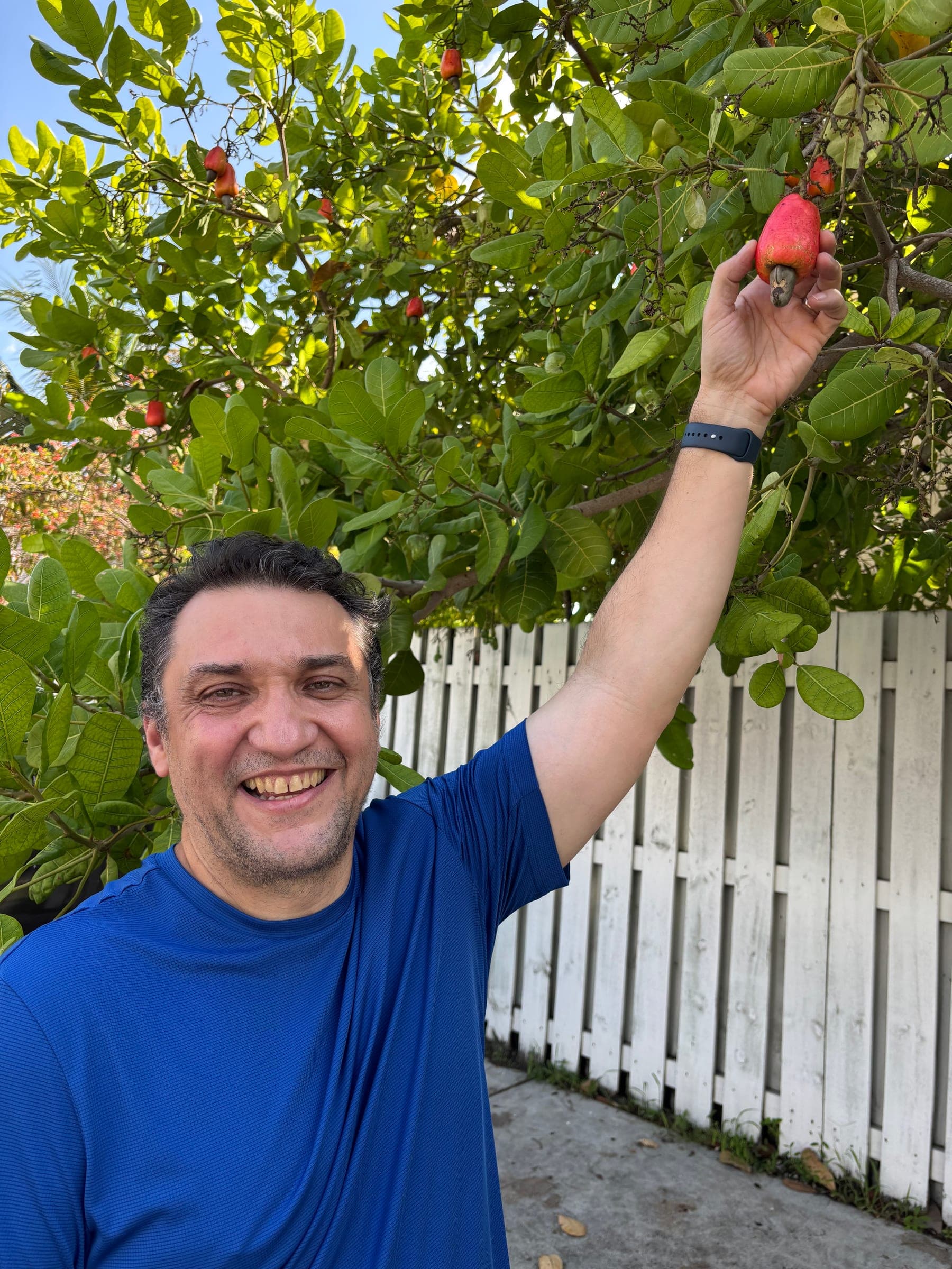Marcelo reaching up to pick a ripe red cashew from the tree