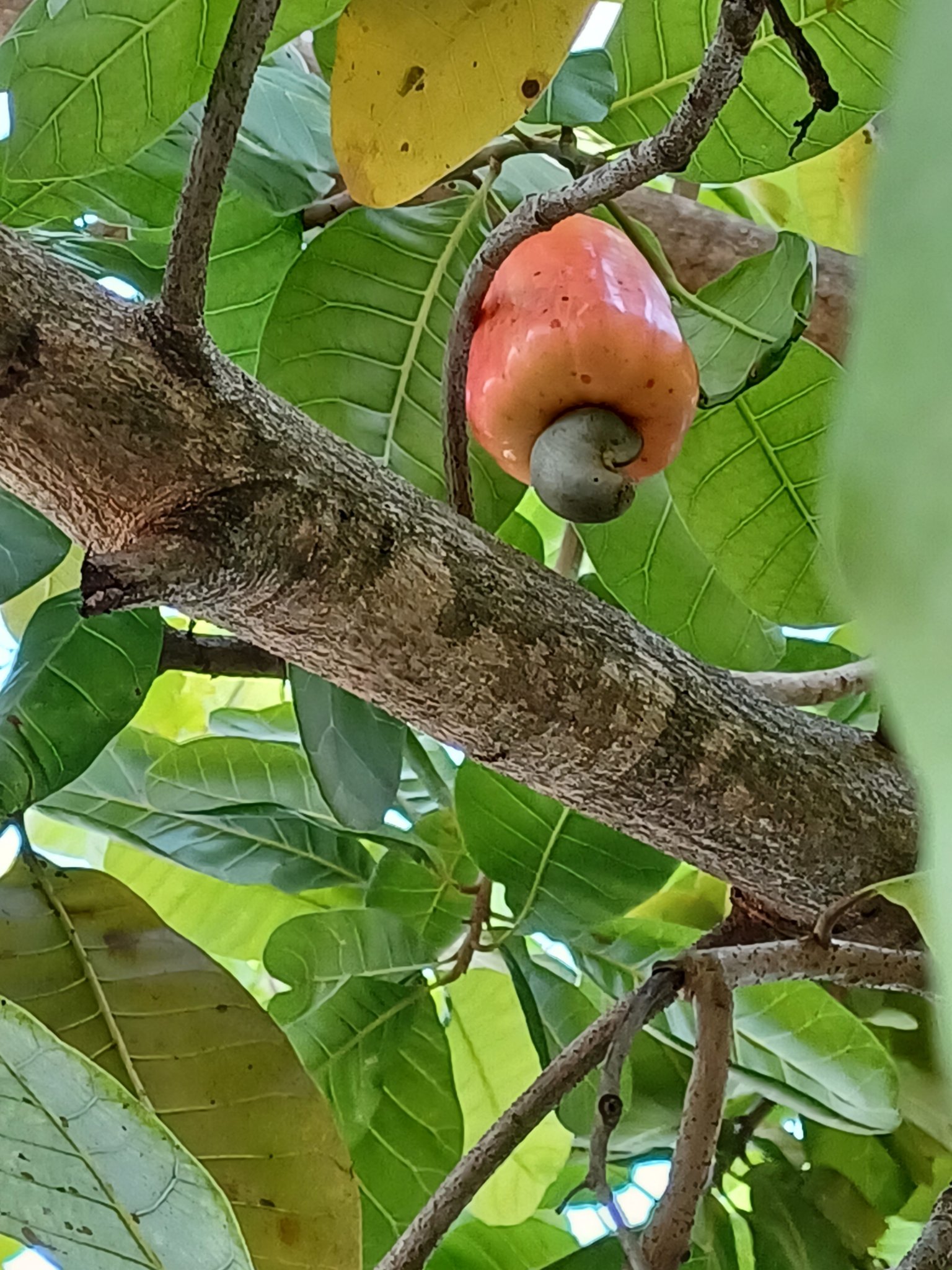 A ripe cashew apple on the branch in my South Florida yard