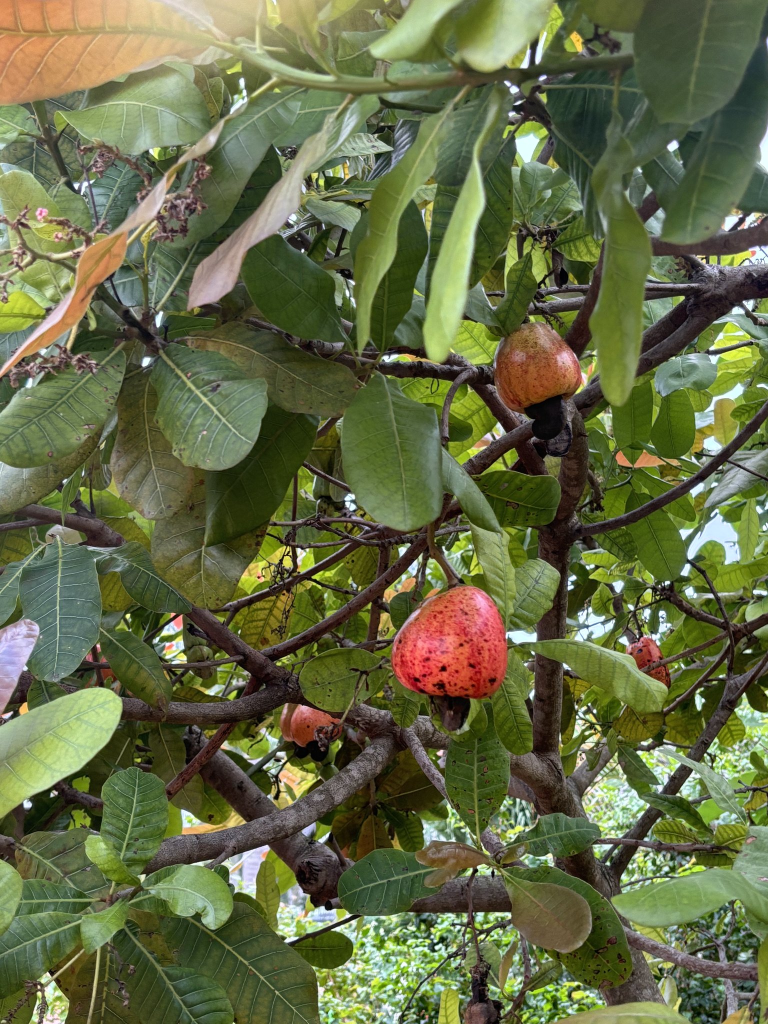 Cashew apples hanging ripe on the branch in my South Florida yard