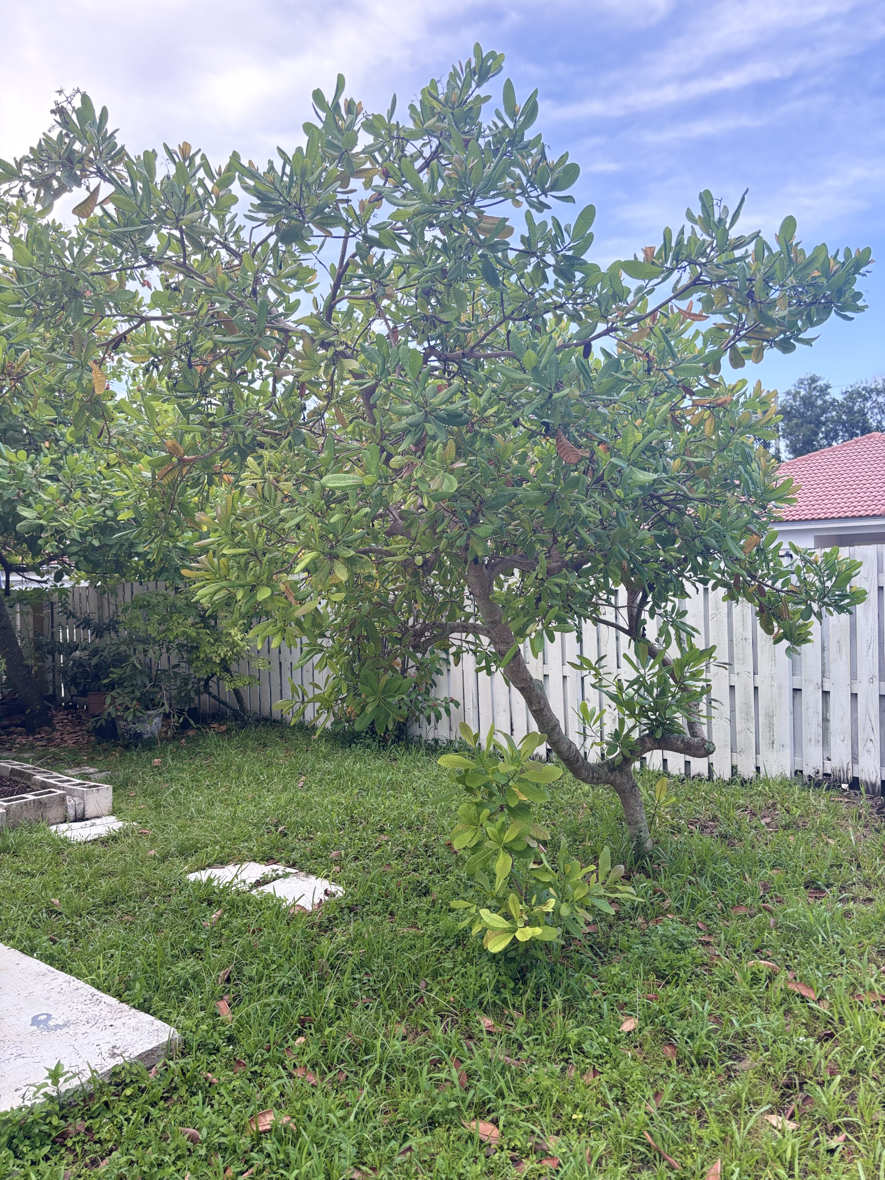 A baby cashew tree that sprouted from a seed fallen in the yard