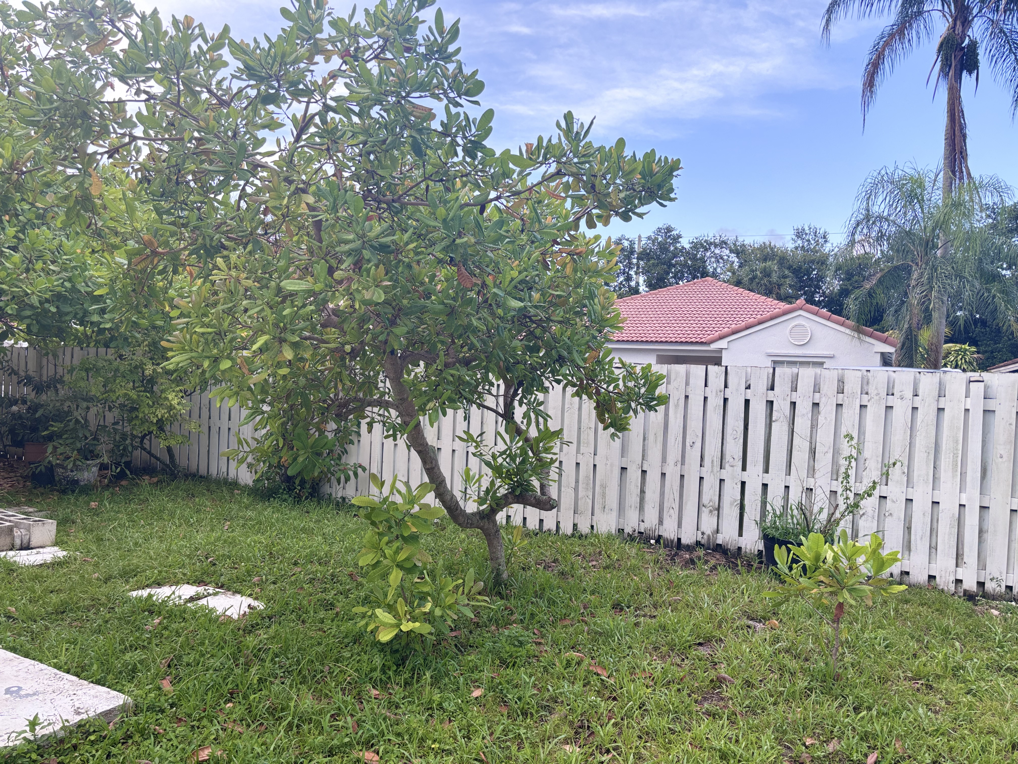 Baby cashew trees growing where seeds fell from the parent tree last season