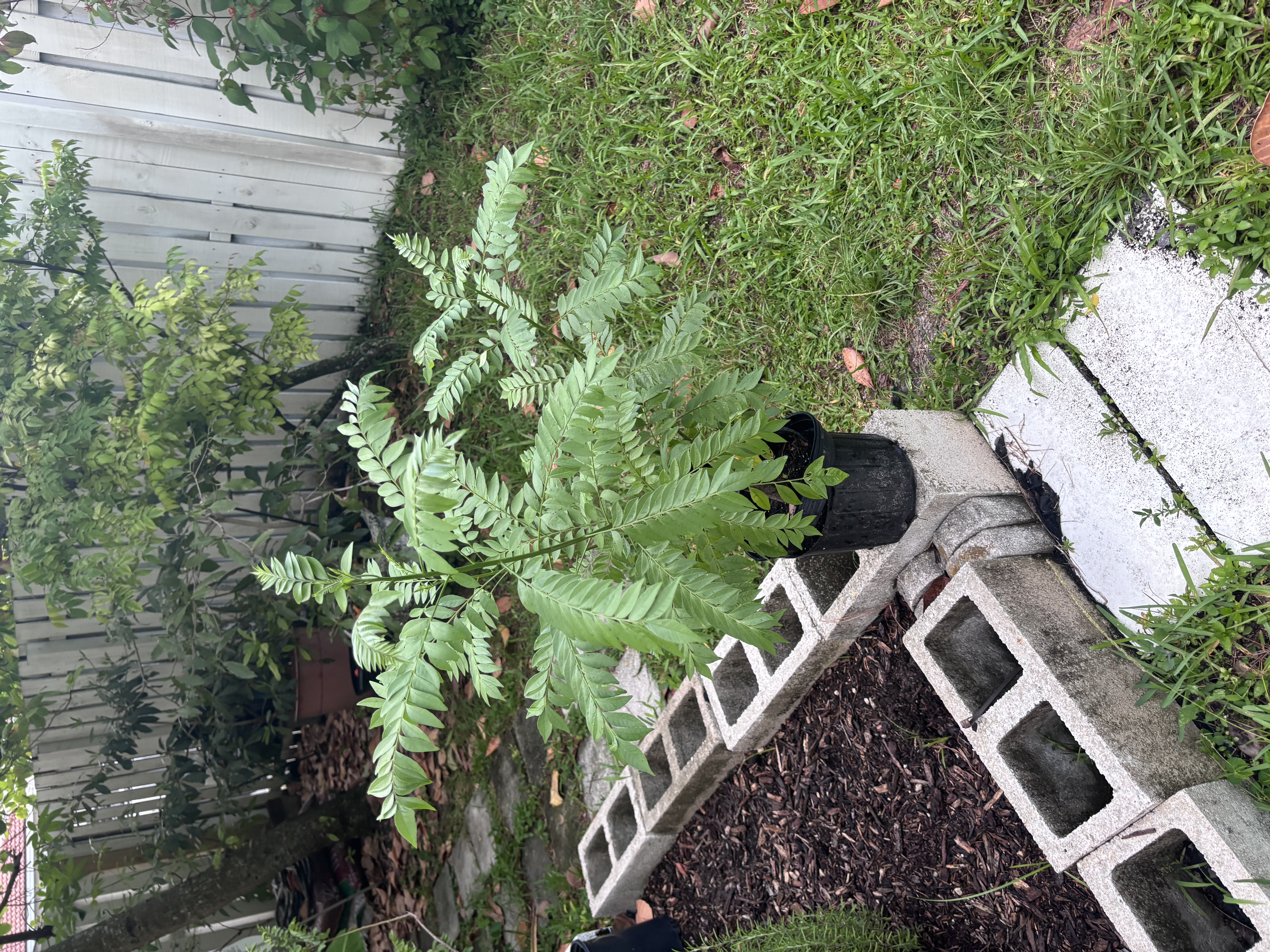 A young hog plum tree growing in the yard