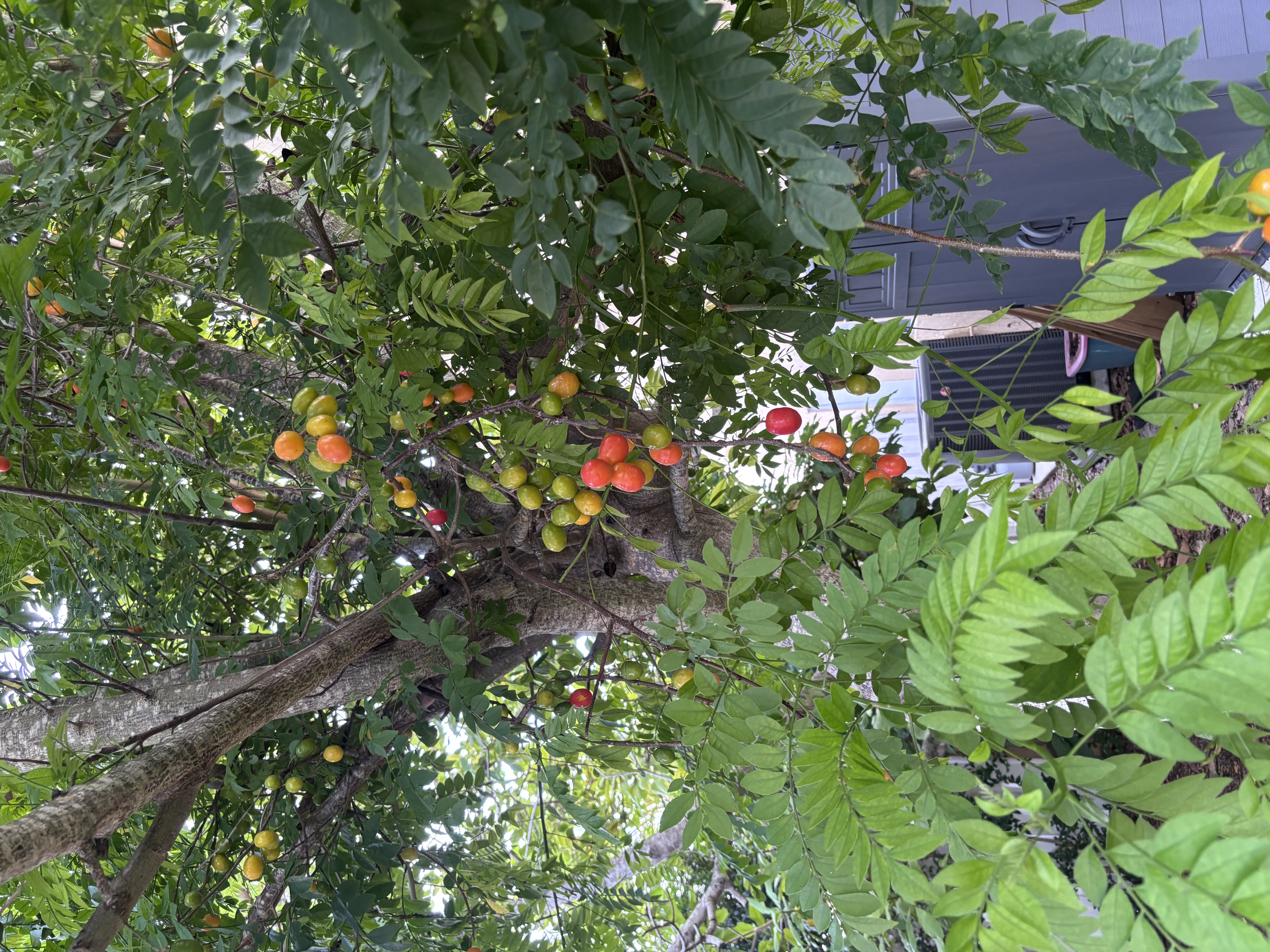 Hog plum tree loaded with fruit